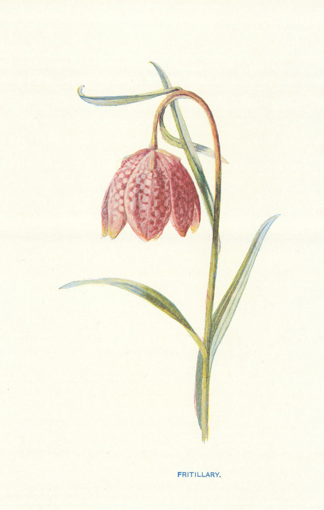 Fritillary. Wild Flowers by Frederick Edward Hulme c1895 old antique print